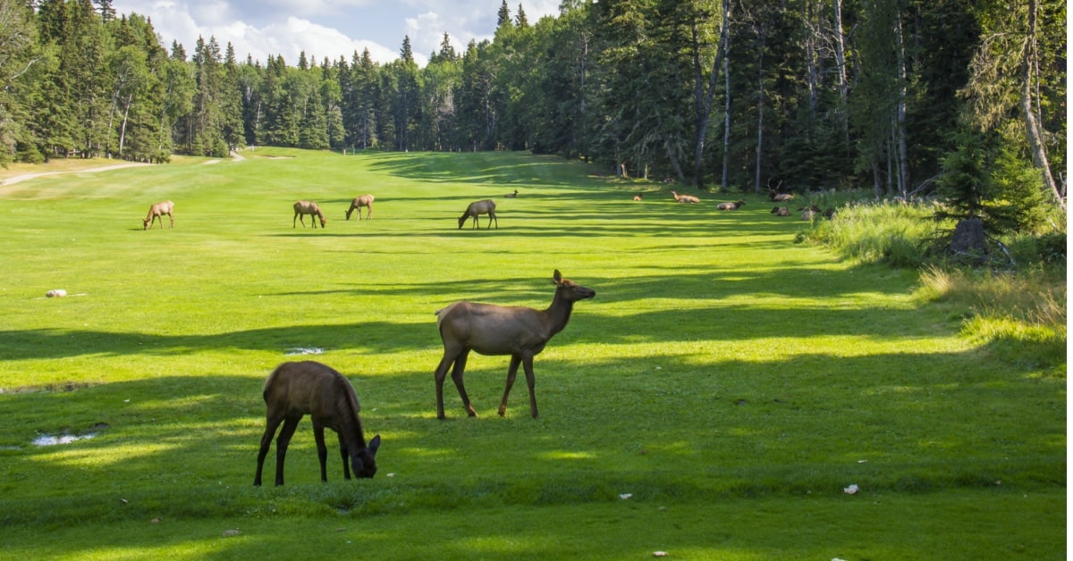 Why and How to Have an EcoFriendly Golf Course Lightspeed