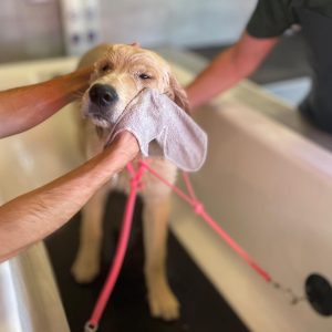 A labrador puppy gets a bath.